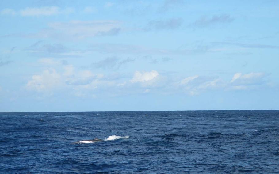 Quick; look! It's a.... small gray thing in the water that was only visible for seconds. That was the extent of the whale watching off the coast of Sri Lanka.
