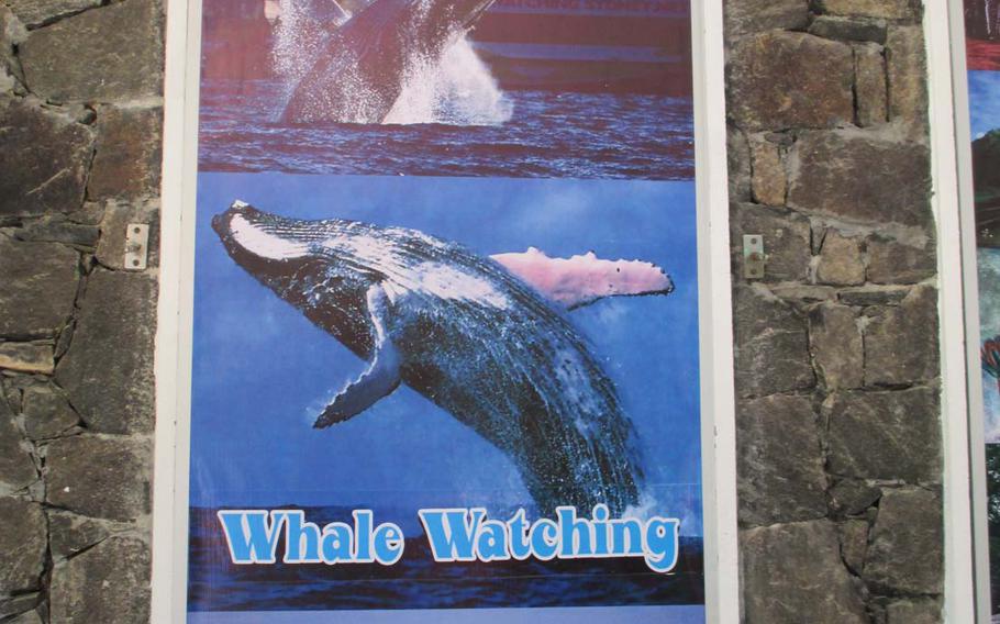 Posters of whale watching are posted in the Sri Lankan town.