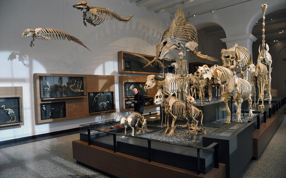 Skeletons of various birds, fish and mammals are on display in the zoology section of the Hesse State Museum in Darmstadt, Germany.