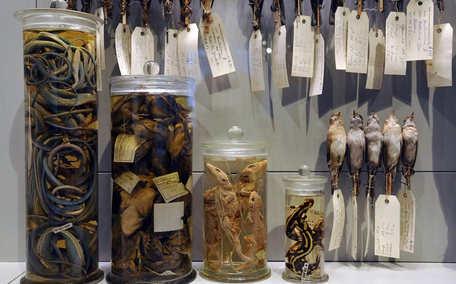 Preserved animals, used as a reference collection for identifying different species are on display in the zoology section of the Hesse State Museum in Darmstadt, Germany.