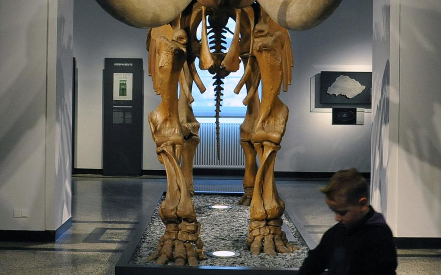 The giant skeleton of a mastodon is one of the highlights of the geological and life history section of the Hesse State Museum in Darmstadt, Germany.
