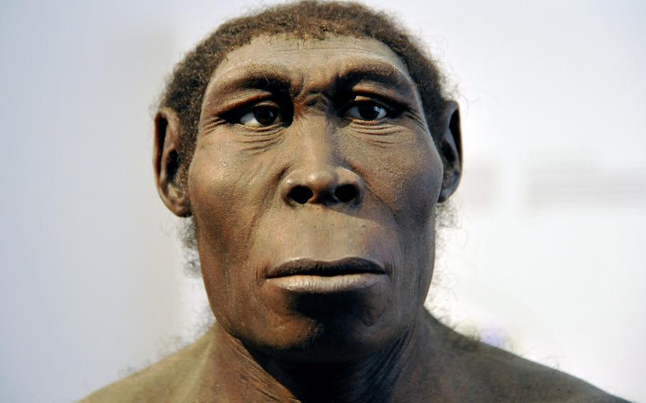 This fellow, a Homo erectus, is on display as part of the evolution of man exhibit at the Hesse State Museum in Darmstadt, Germany.