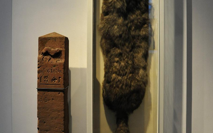 The last wolf in Hesse, shot in 1841, is one of the displays in the zoology section of the Hesse State Museum in Darmstadt, Germany.