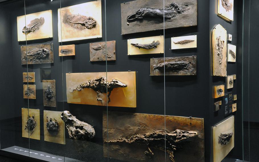 Fossils found at the nearby Messel Pit, a UNESCO World Heritage Site, are on display at the Hesse State Museum in Darmstadt, Germany.