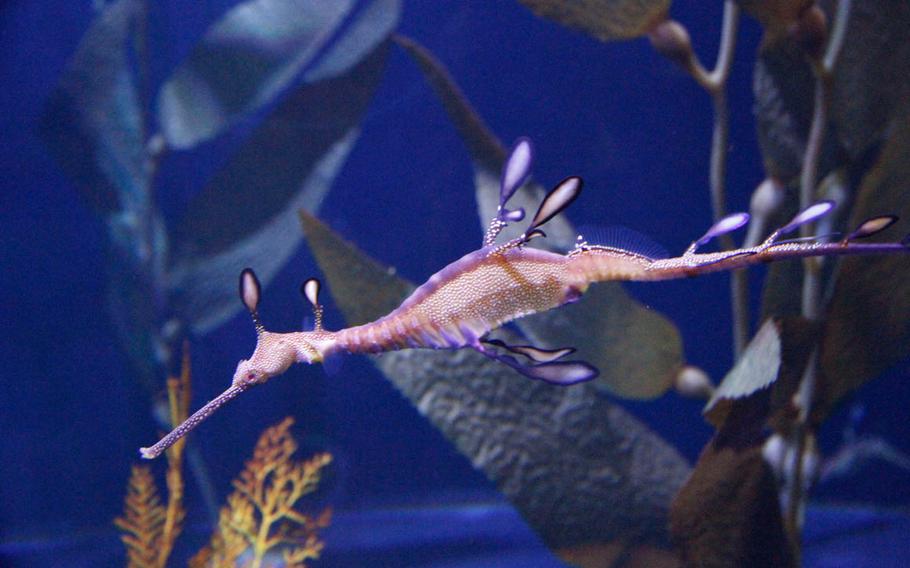 A sea dragon slowly floats through its tank at the Waikiki Aquarium.