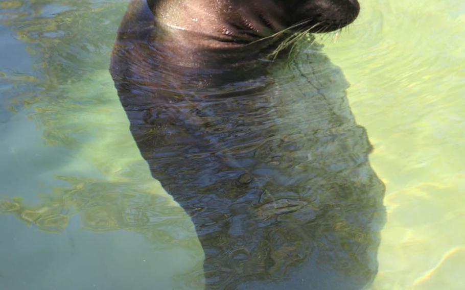 A monk seal named Maka onaona, which means “gentle eyes” in Hawaiian, lolls in his pool at the Waikiki Aquarium.