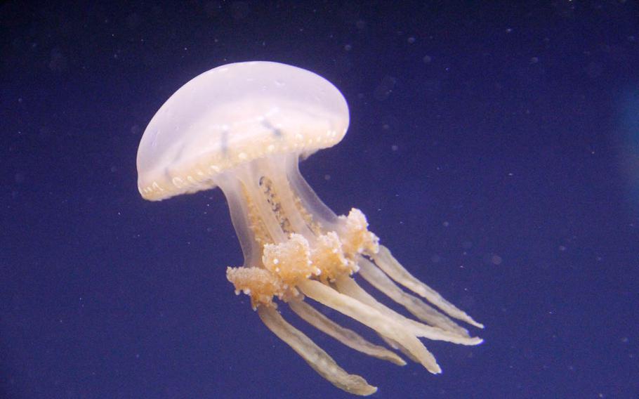 The lagoon jelly is native to the Western Pacific and was accidentally introduced to the waters around Hawaii during World War II.