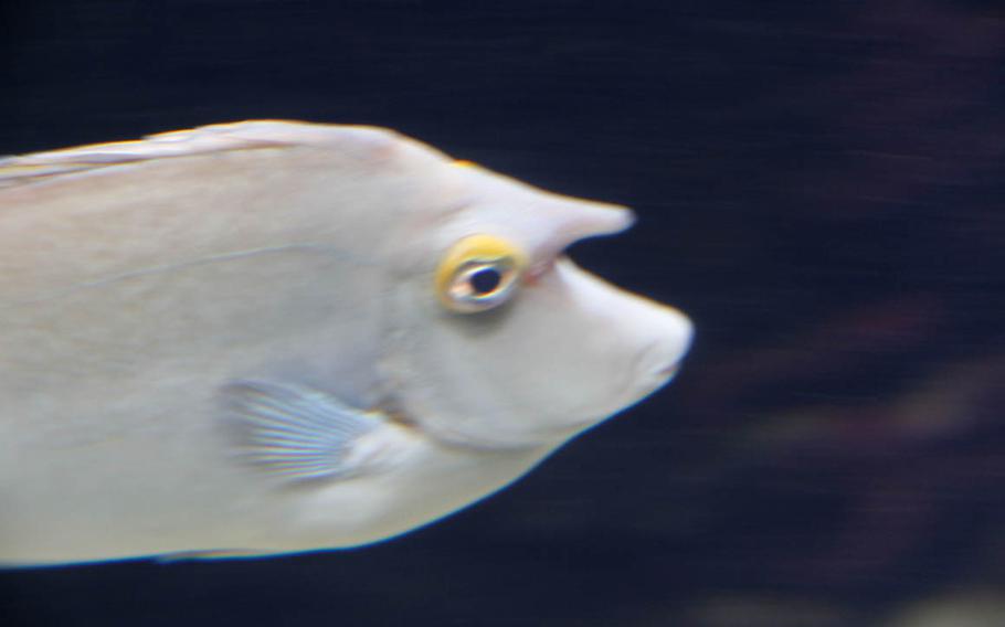 The Waikiki Aquarium, where myth meets reality: the spotted unicorn fish.