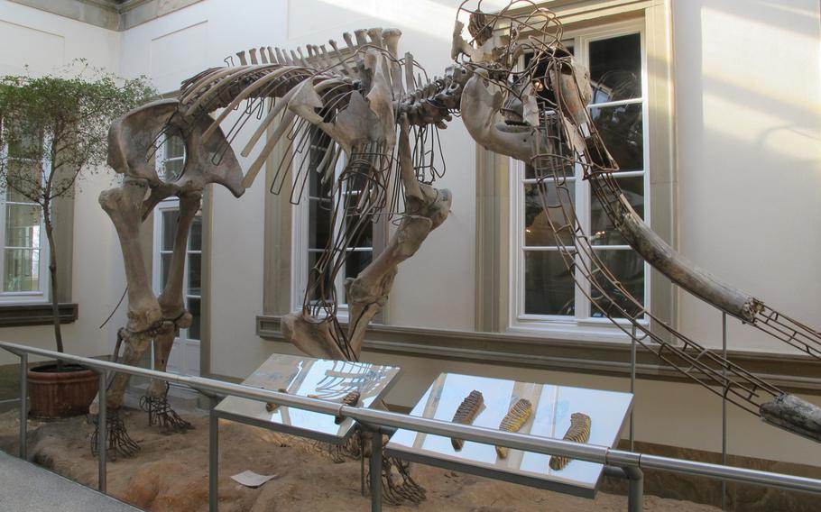 The State Museum of Natural History in Stuttgart, Germany, features about 11,000 different pieces. One of the larger exhibits is this fossil of an extinct ancestor of the modern-day elephant.  The museum, which is open Tuesday to Sunday, is a popular destination for adults and children.