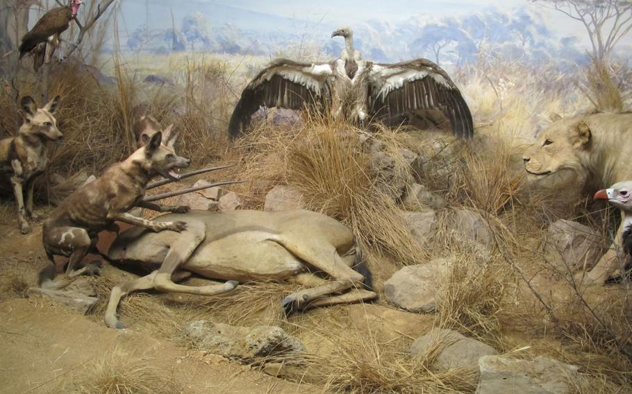 The State Museum of Natural History in Stuttgart, Germany, features re-creations of scenes from nature, such as this standoff between hyenas and a lion with an onlooking vulture. The museum, located in Rosenstein Park in northeastern Stuttgart, has one of the largest natural history collections in Germany.