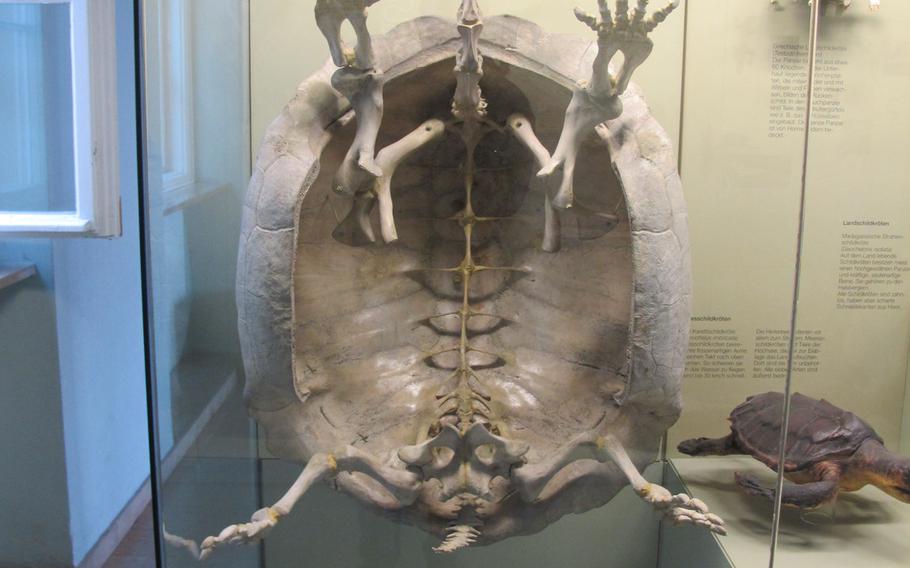 The skeleton of a huge Galapagos turtle is among the many items on display at the State Museum of Natural History in Stuttgart, Germanyt. The museum comprises two separate buildings that are a 15-minute walk apart. The turtle, pictured here is in the Schloss Rosenstein building.