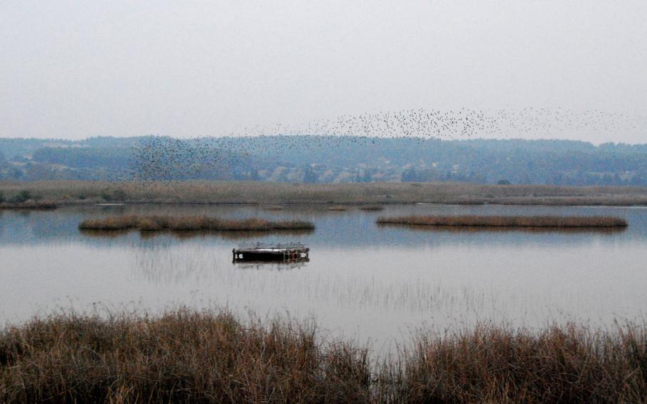 A flock of starlings twists and turns over Lake Stavronikita in the Sani Wetlands, a sanctuary for 270 different bird species in northern Greece.