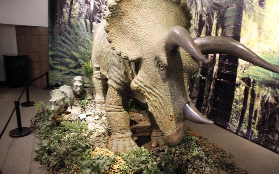A triceratops appears to eye visitors as two of its young walk beside it.
