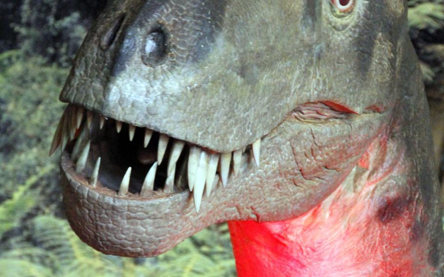The T-rex was the king of carnivores, with razor-sharp teeth curved like bananas. 