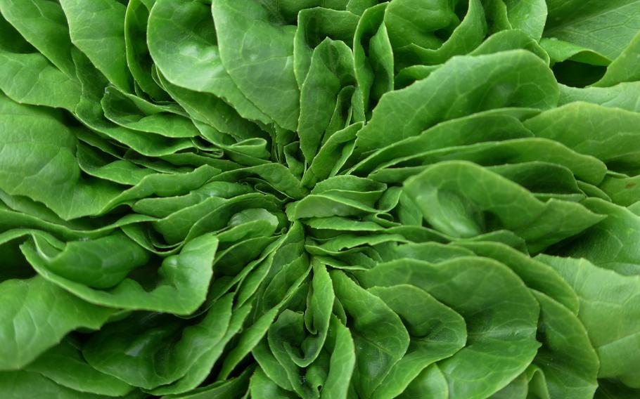 A close-up of a lettuce plant growing at the Landesgartenschau in Landau, Germany. 