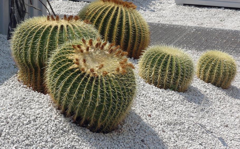 These Echinocactus grusonii on display at the Rhinland-Pfalz state garden show in Landau, Germany, are also called "mother-in-law's cushions." A small spot at the Landesgartenschau, as it is called in German, is dedicated to cactus.  The show runs through  Oct. 18, 2015.