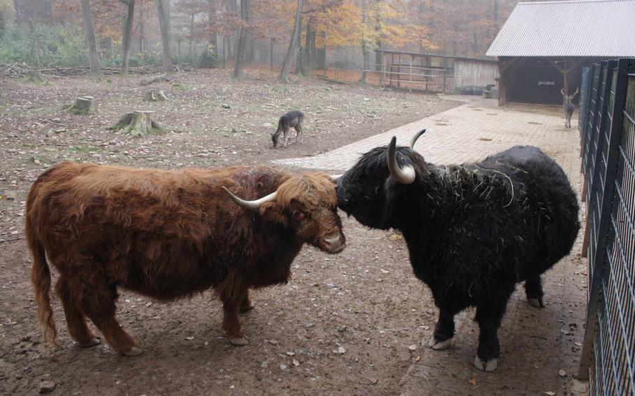 A pair of Scottish oxen nestle together on a chilly November day at the Wildpark.  The big animals like to use their horns to scratch each other in hard-to-reach places.  