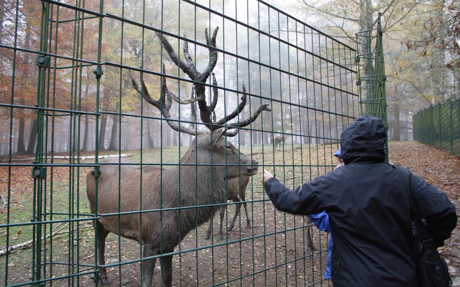 A visitor to the Wildpark in Pforzheim, Germany, feeds a male red deer. Red deer are among the many animals featured at this outdoor zoo.  
