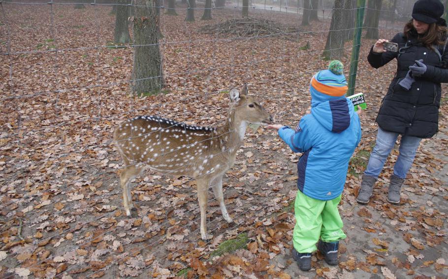 There are plenty of small animals, such as baby deer and sheep, which children can feed at the Wildpark, located in Pforzheim, Germany. Entrance
to the park is the cost of parking; 5 euos per car on the weekend and 2 euros during the week.  