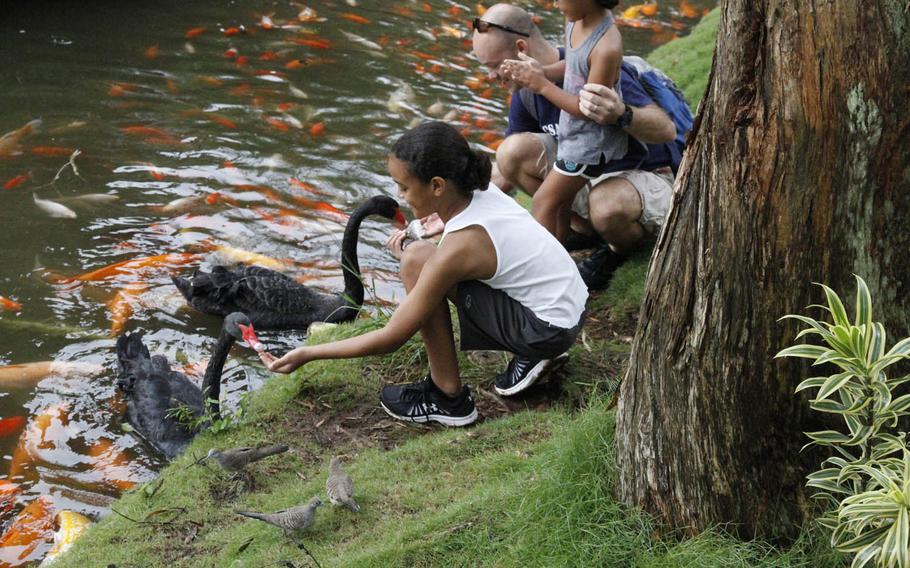 Black swans and koi fish look for treats at the pond near Byodo-in Temple in Oahu, Hawaii.