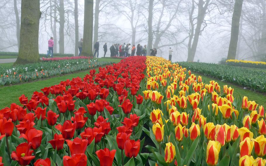 Visitors to Keukenhof walk past rows of tulips, April 10, 2015. 