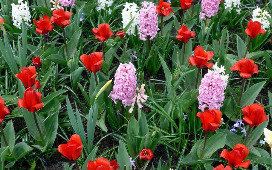 A flower bed at Keukenhof is a colorful mix of tulips and hyacinths. Dutch bulb growers plant millions of bulbs each year for the flower show, which will begin this year on March 24.