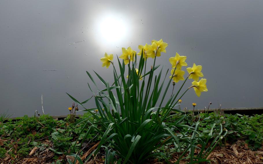 Daffodils stand on the bank of a canal that borders Keukenhof, with a pale spring sun reflected in the water.  