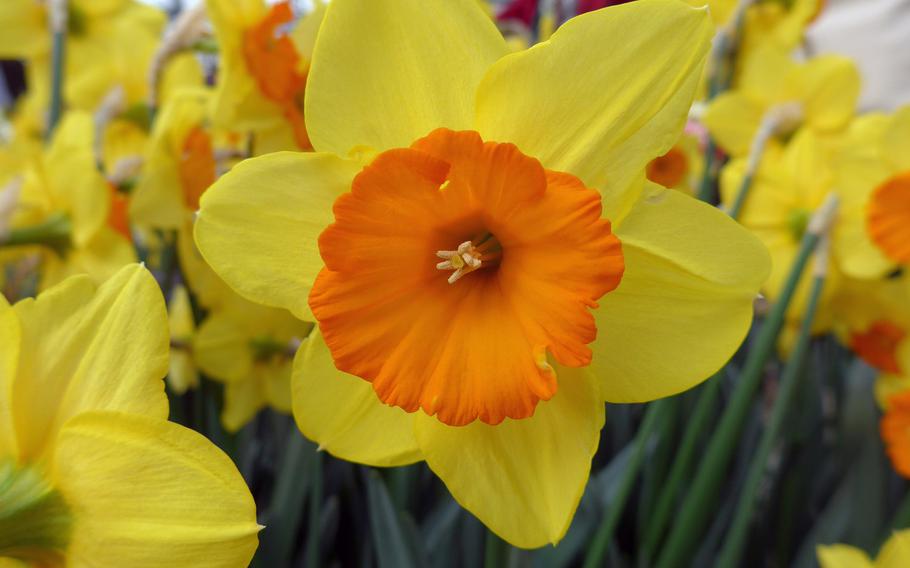 This two-color daffodil was in bloom at Keukenhof last year. Keukenhof, which means kitchen garden, was once a 15th century estate belonging to Countess Jacoba van Beieren. She and her court would come here to hunt and gather herbs for her kitchen, hence the name.