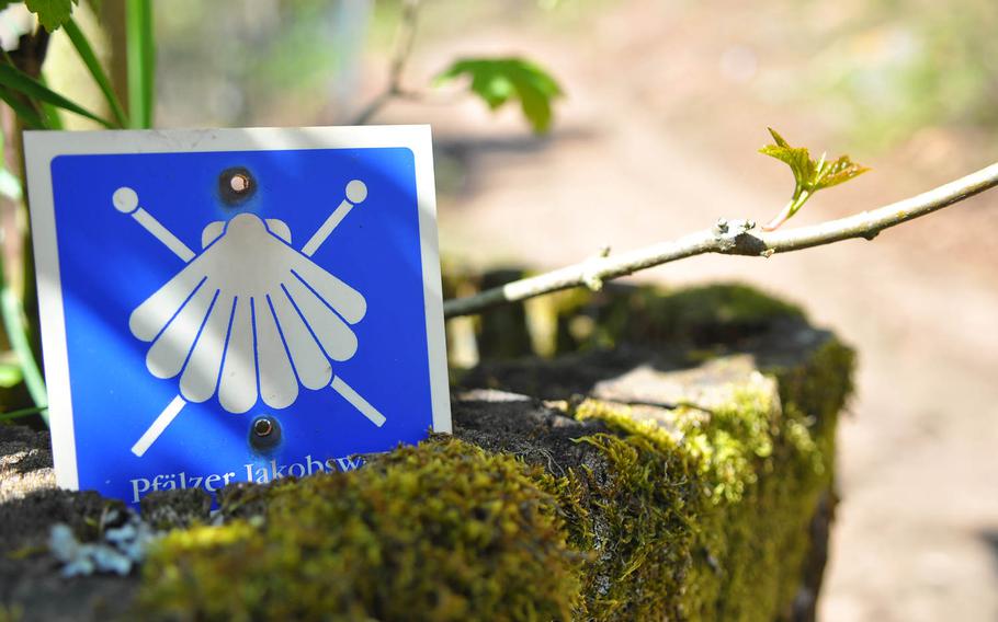A trail sign of a white pilgrim's scallop and crossed pilgrim staffs on a blue background mark the trail on the Way of St. James in the woods near Kaiserslautern, Germany.