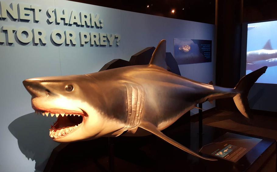 The not-so-subtle message of Planet Shark: Predator or Prey, an exhibit at the Bishop Museum in Honolulu, is that while this ancient creature is at the top of the ocean food chain, sea life would collapse without sharks playing their role.