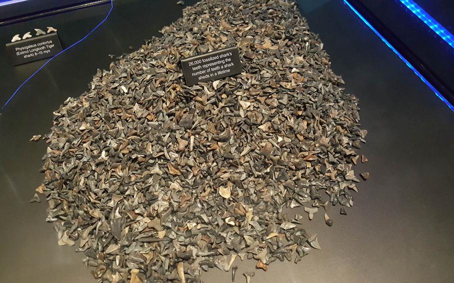 This mound of 26,000 fossilized teeth at Planet Shark: Predator or Prey, an exhibit at the Bishop Museum in Honolulu, represents the number a typical shark sheds during a lifetime.