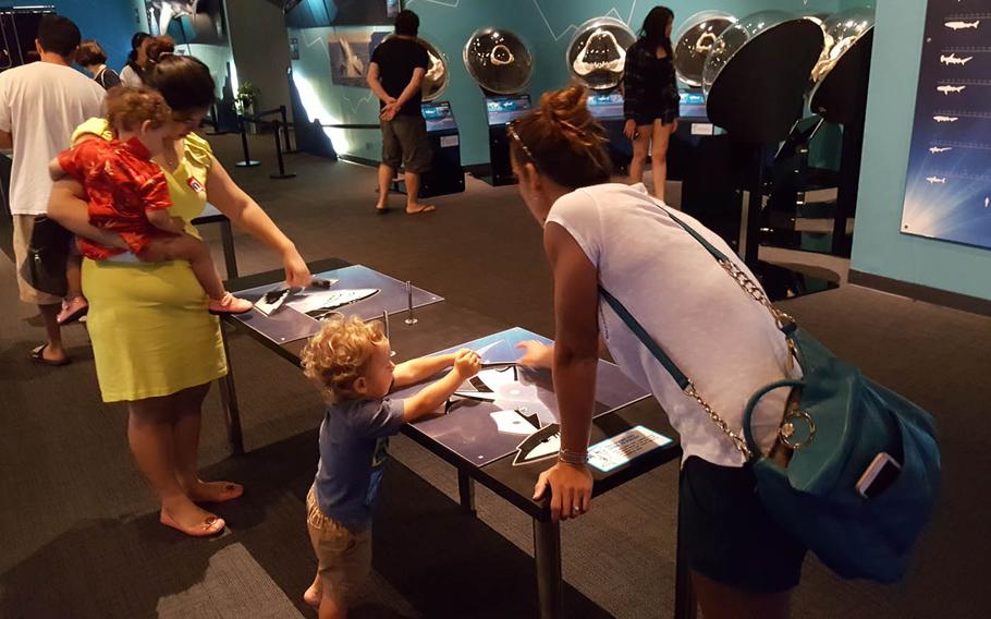 Among the kid-friendly displays at Planet Shark: Predator or Prey, an exhibit at the Bishop Museum in Honolulu, is a kiosk for tracing several species of sharks with colored pencils.
