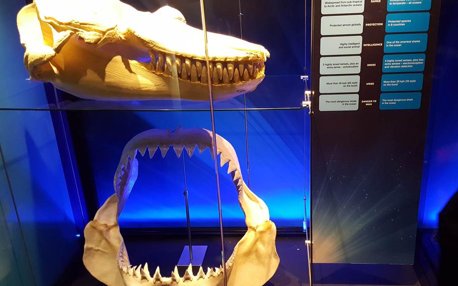 The jaws of a killer whale, or orca, above, are compared to that of the largest shark, the Great White, in this display at Planet Shark: Predator or Prey at the Bishop Museum in Honolulu. Orcas are longer, faster and believed to have stronger jaws, but both are highly intelligent sea creatures.