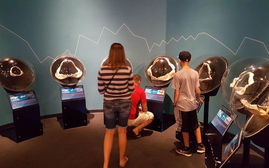 Visitors at Planet Shark: Predator or Prey, an exhibit at the Bishop Museum in Honolulu, inspect a display comparing the jaws and teeth of various shark species.