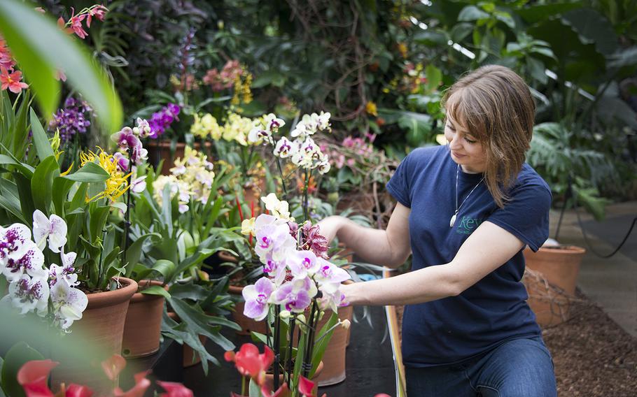 Hannah Button tends to orchids on display at Kew Gardens in London. From Feb. 4 to March 5, the gardens’ popular annual Orchids Festival returns, this year with a theme celebrating the colors, culture and plant life of India. The festival will feature giant displays of exotic orchids, decorative rickshaws, Indian soundscapes, films, talks by orchid experts and more. Entry to the festival is included with day admission. Book tickets at kew.org/visit-kew-gardens/whats-on/orchids.