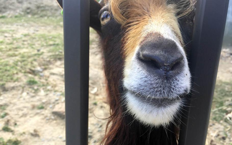 An inquisitive goat has a look at the humans visiting Okinawa Zoo and Museum in Okinawa City, Japan.
