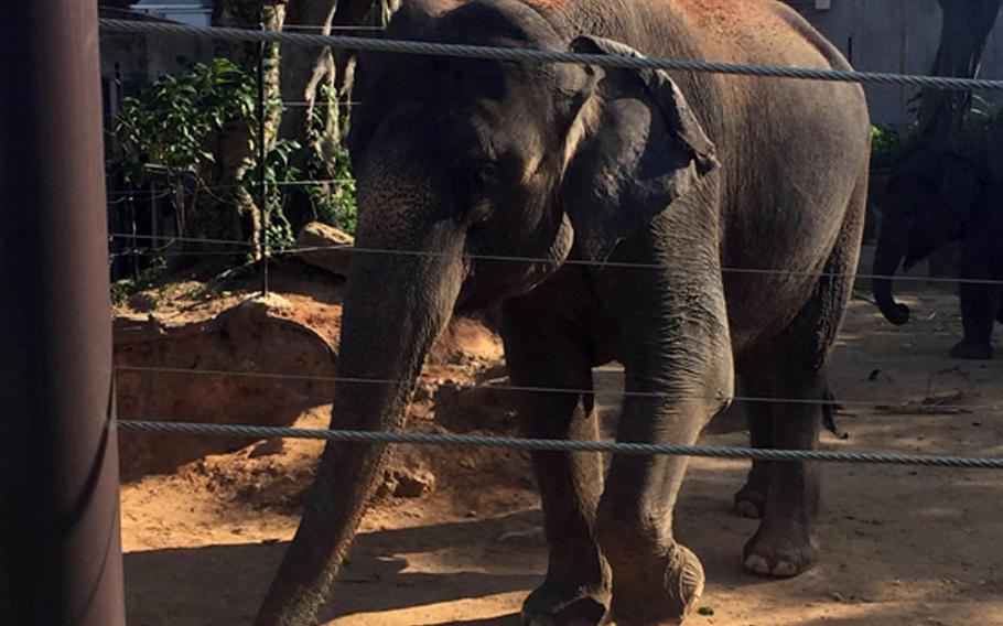 An Asian elephant and her baby make their way toward an outbuilding where they will drink and bathe at the Okinawa Zoo and Museum in Japan.