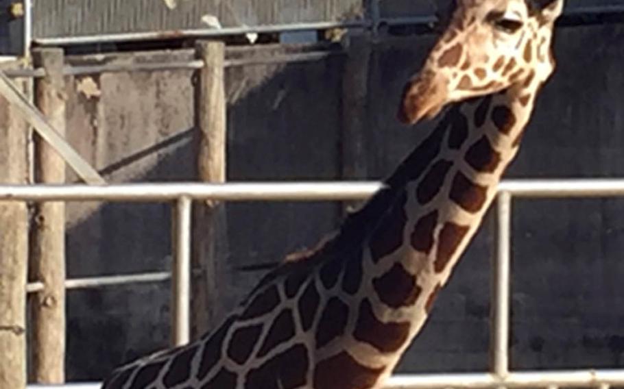 A giraffe takes a gander around at the Okinawa Zoo and Museum in Okinawa City, Japan.