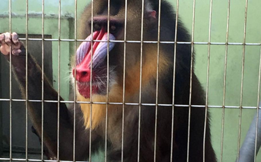 A mandrill -- the largest species of monkey -- stares down visitors at the zoo.