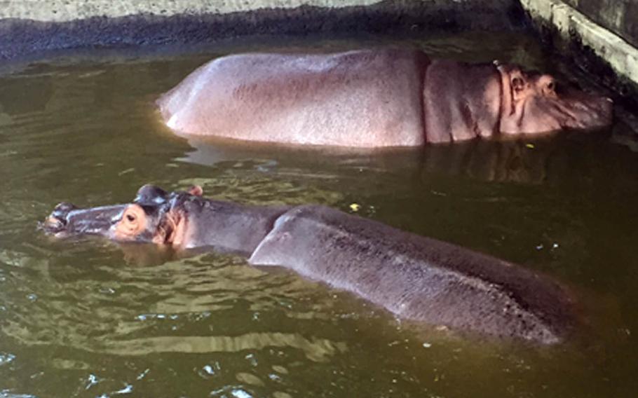 The Okinawa Zoo and Museum's two hippos seem perfectly at peace in the water.