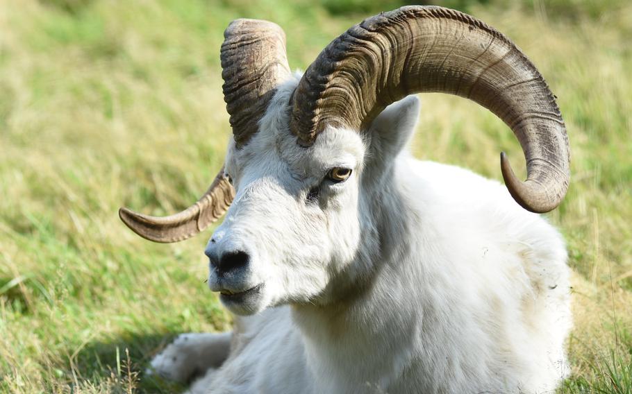This ram sitting in a pasture at Wildpark Potzberg had a majestic air, with its white coat and impressive horns. Many of the animals at the park northwest of Ramstein Air Base, Germany, have signage, albeit in German, indicating what they are. These rams didn't.