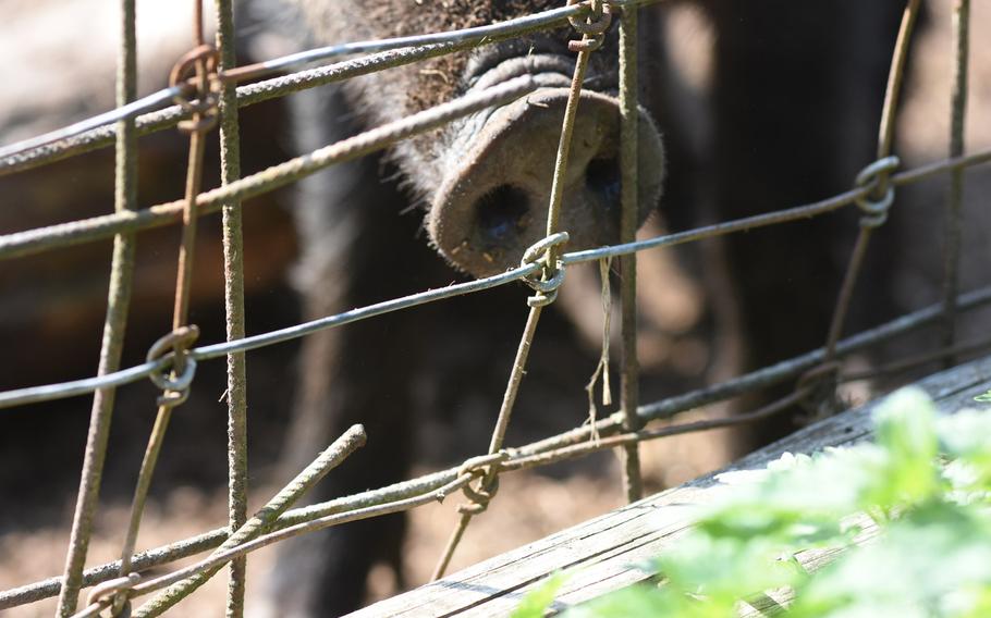 Guess who's snout this is? A wild boar sticks his nose up to the fence inside Wildpark Potzberg in Foeckelberg, Germany, hoping for a handout from a human. The park sells boxes of food pellets to feed the animals for 1 euro.