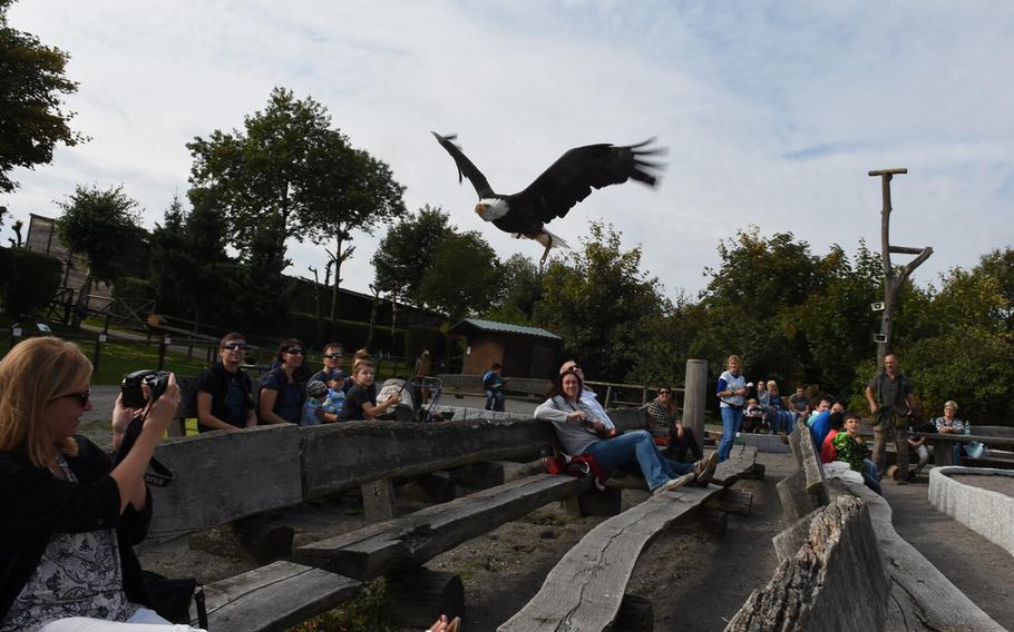 A bald eagle skims the crowd at at Wildpark Potzberg in Foeckelberg, Germany, during the park's daily flight show. The park maintains about 120 birds of prey, including two American bald eagles, named Obama and Air Force One.