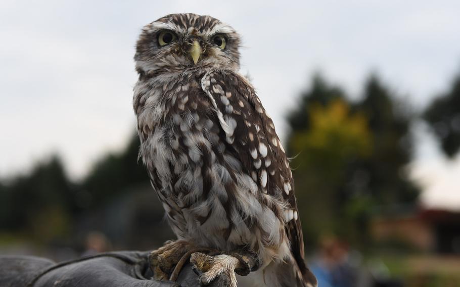 An aptly named little owl perches on the leather glove of a zookeeper at Wildpark Potzberg.