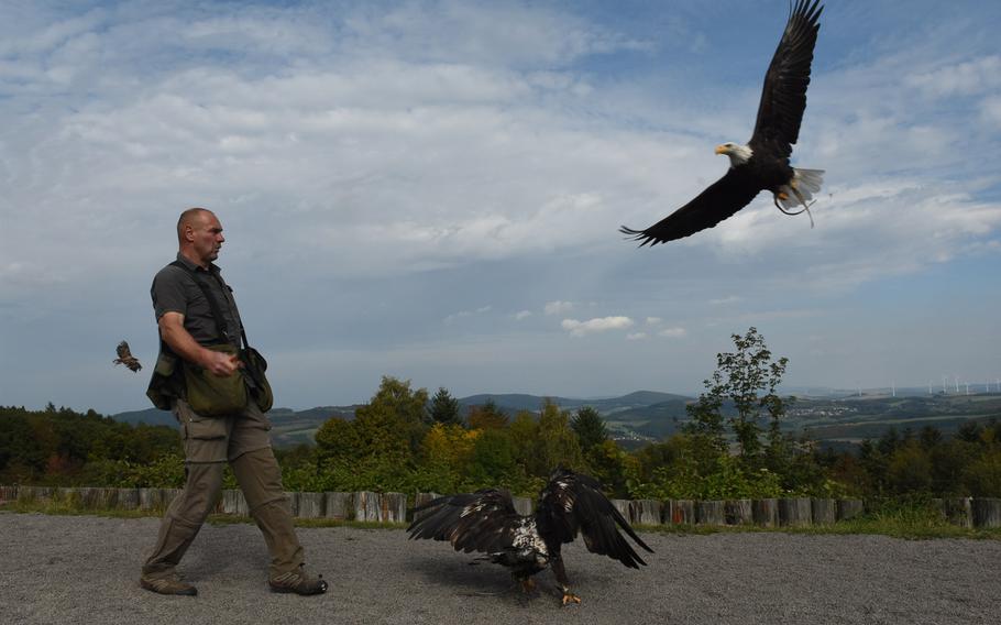 Falconer Harald Schauss choreographs a dazzling display of birds of prey every day at 3 p.m., from March until the end of October, at Wildpark Potzberg near Foeckelberg, Germany.