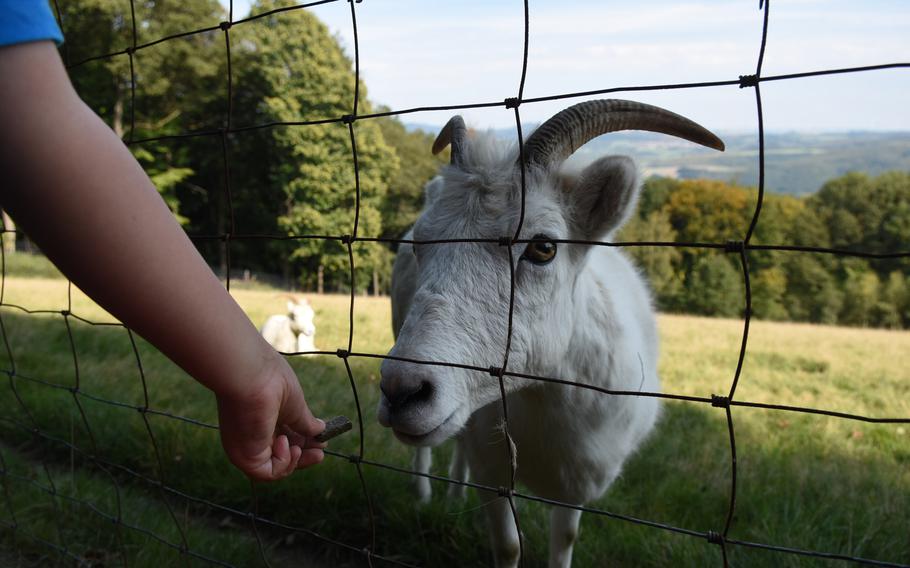 Hand feeding animals through the fence is one of the highlights for kids at Wildpark Potzberg near Foeckelberg, Germany.