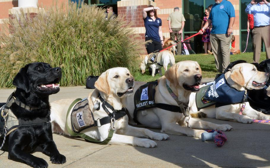 A row of service dogs pose for a photo before their graduation from Warrior Canine Connection on Oct. 7, 2017.