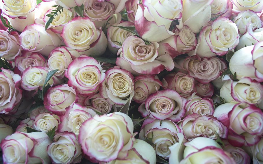 About 3,000 roses were placed at the Vietnam Memorial Wall in Washington, D.C., as part of the annual Father's Day Rose Remembrance. The red-tipped white roses shown here symbolize In Memory honorees - Vietnam veterans who died after the war from war related causes.