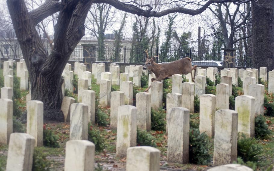 A panicked deer darts through The US Soldiers' and Airmen's Home National Cemetery during Wreaths Across America on Dec. 15, 2018, in Washington, D.C. 