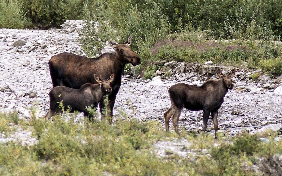 A moose family looks up at passing tourists in Alaska's Denali National Park. Such sights will now be less expensive for veterans and Gold Star families.